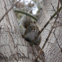 Salt Lake City Squirrel