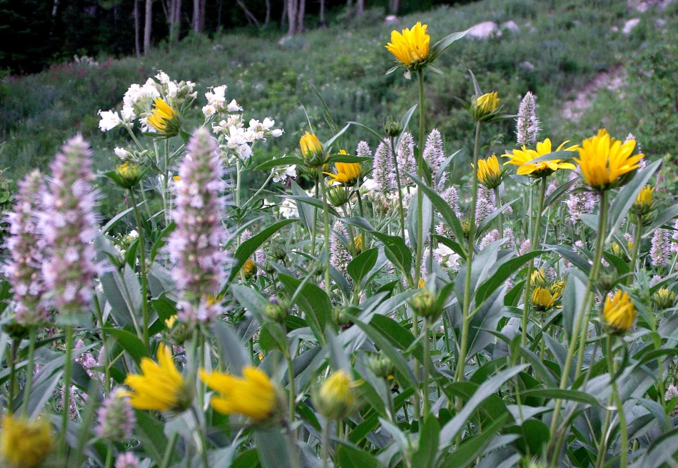Cardiff Fork Wildflowers