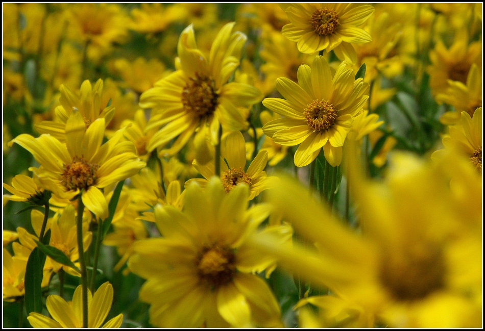 Utah Sunflowers, maybe?