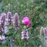 wild rose and horse mint