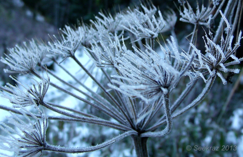 frost on queen anne's lace 2