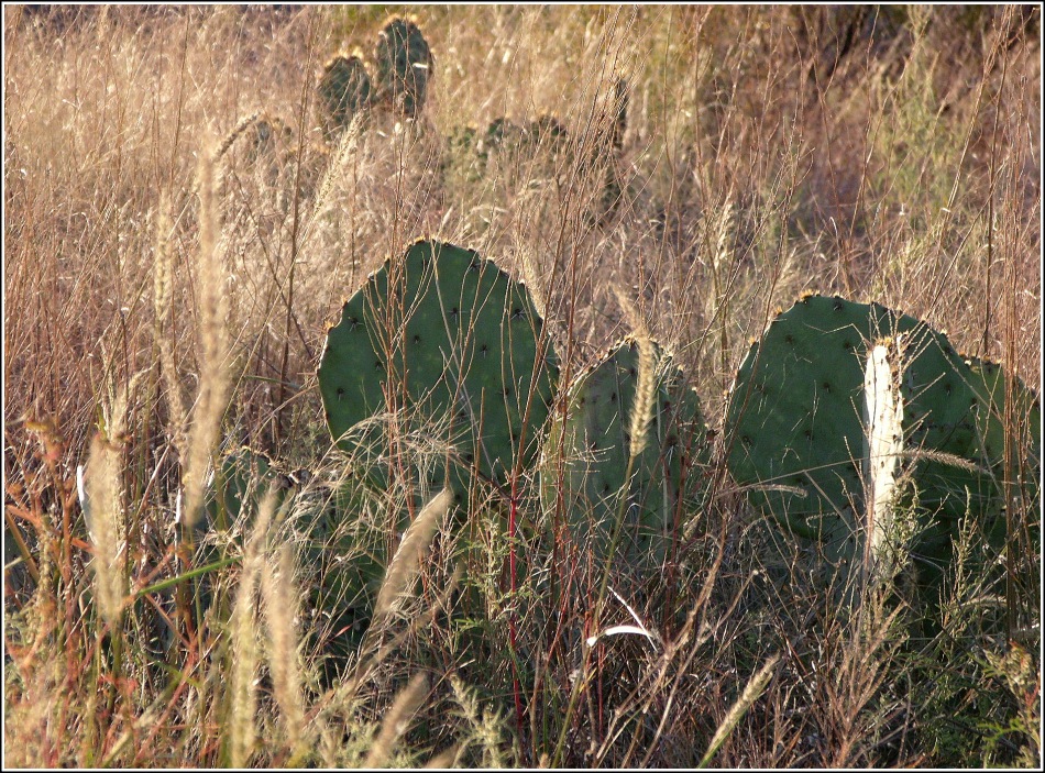 Prickly Pear cactus and wild grass
