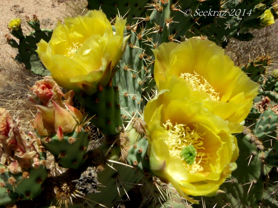 Prickly Pear Cactus Blossoms