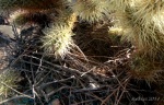 Bird’s nest in Teddy Bear Cholla