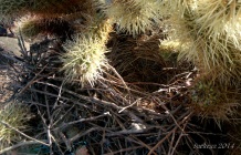 Bird's nest in Teddy Bear Cholla