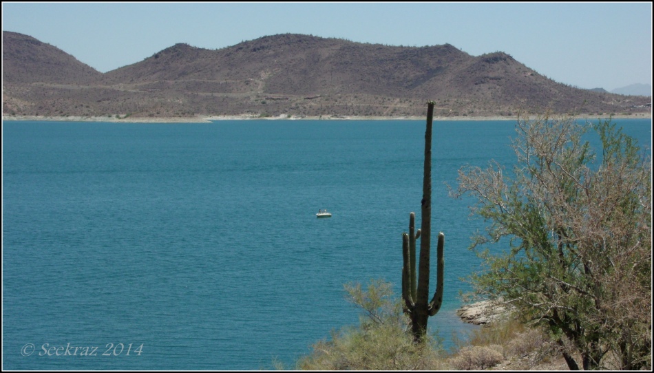Saguaro Cactus at Lake Pleasant
