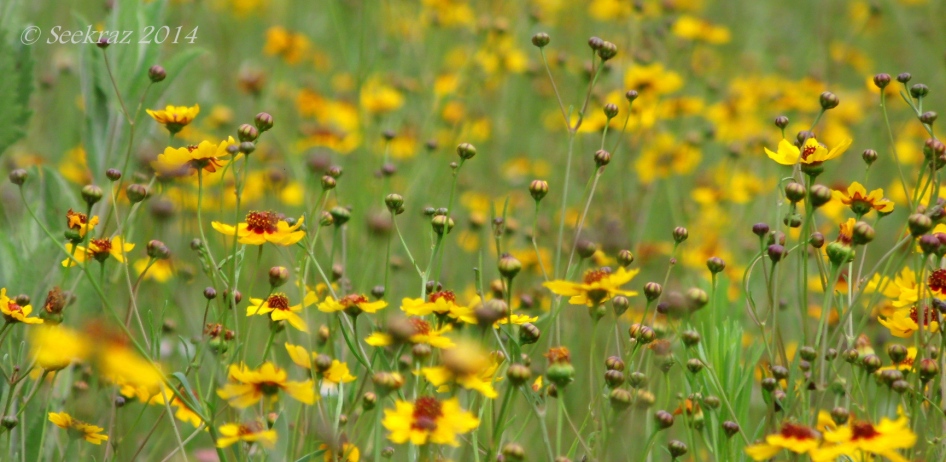 Yellow wildflowers of Walnut Canyon, Arizona 4