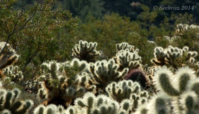Morning glow of Teddy Bear cacti