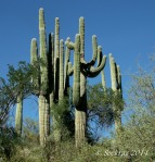 saguaro cacti quintet