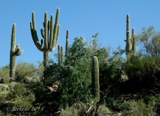 saguaro cactus candelabra