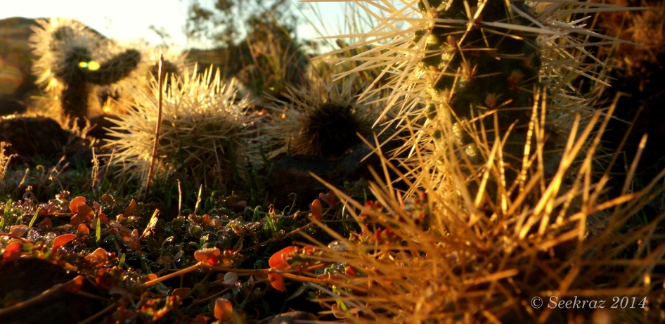 desert ground-cover and cholla at sunrise
