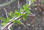 Ocotillo cactus branch with leaves