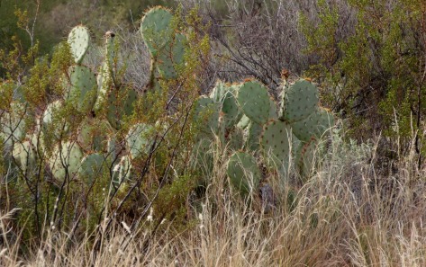 prickly pear cactus and creosote and dried winter grasses