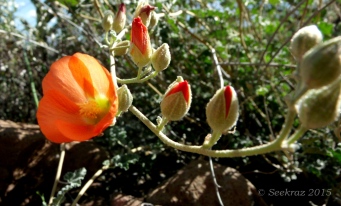 Orange Desert Globe-mallow and buds