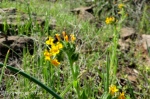 Little yellow wildflowers