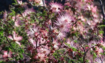 Pink Fairy-duster blossoms