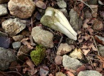 Evidence of life in Little Cottonwood Canyon