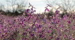 Arizona purple wildflowers 6