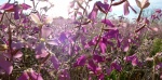 Arizona purple wildflowers 8