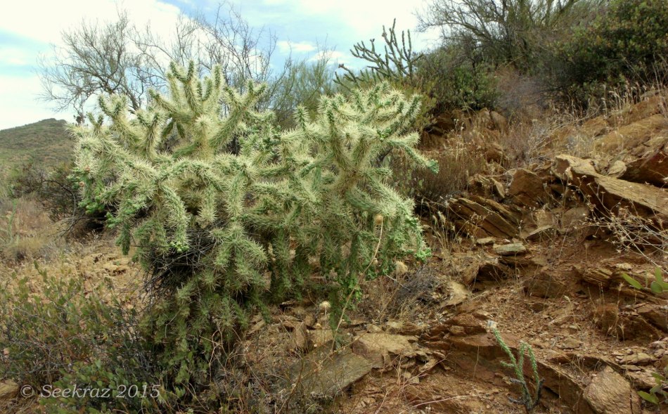 Golden Cholla with nest