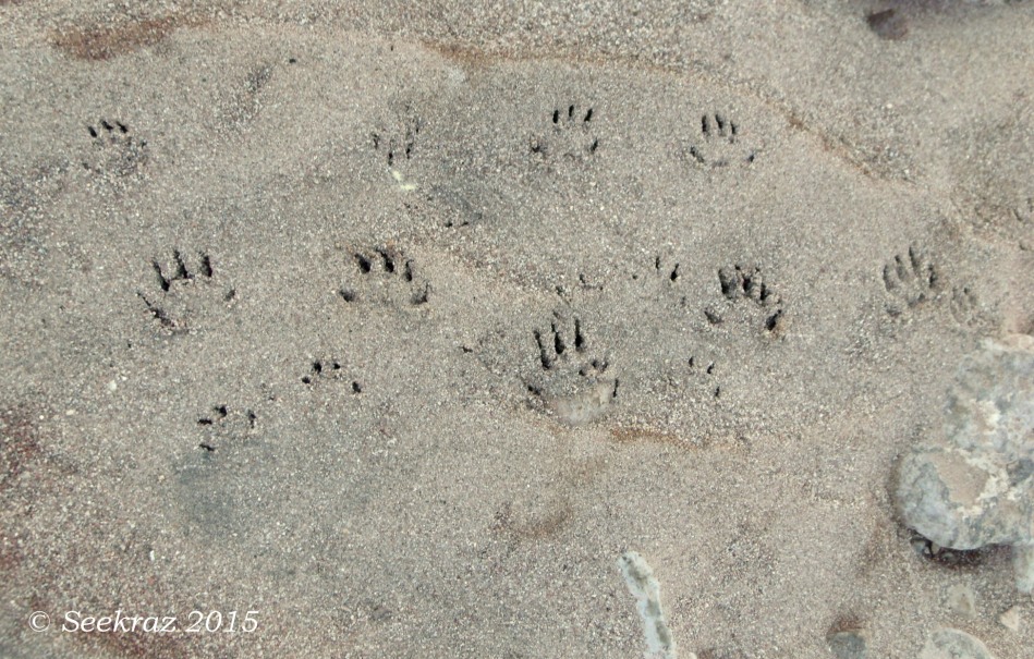 Raccoon foot and handprints