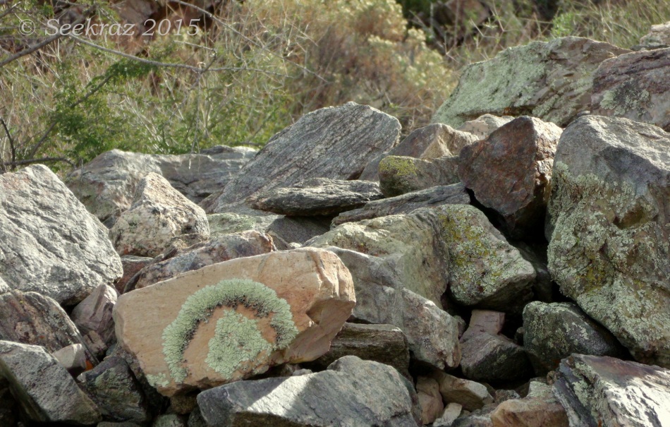 Circle lichen with rock pile