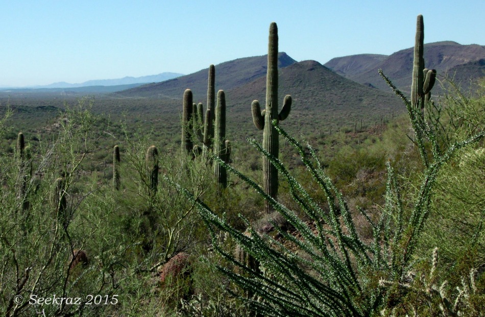 Classic Sonora Desert perspective