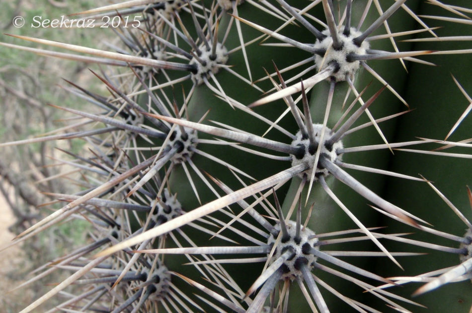 Saguaro spines close-up along Goat Camp Trail 