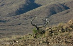 Antler shaped tree along Antelope Creek segment of Black Canyon Trail