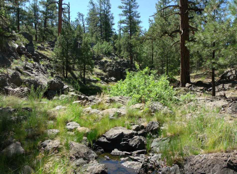Sycamore Canyon forest and stream