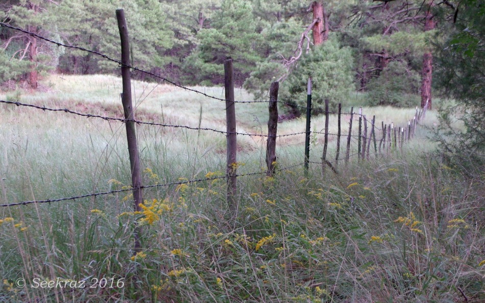forest fence-line and flowers