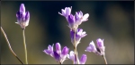 White Tank Blue Dicks or Desert Hyacinth