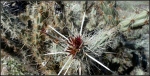 White Tank staghorn cholla bloom
